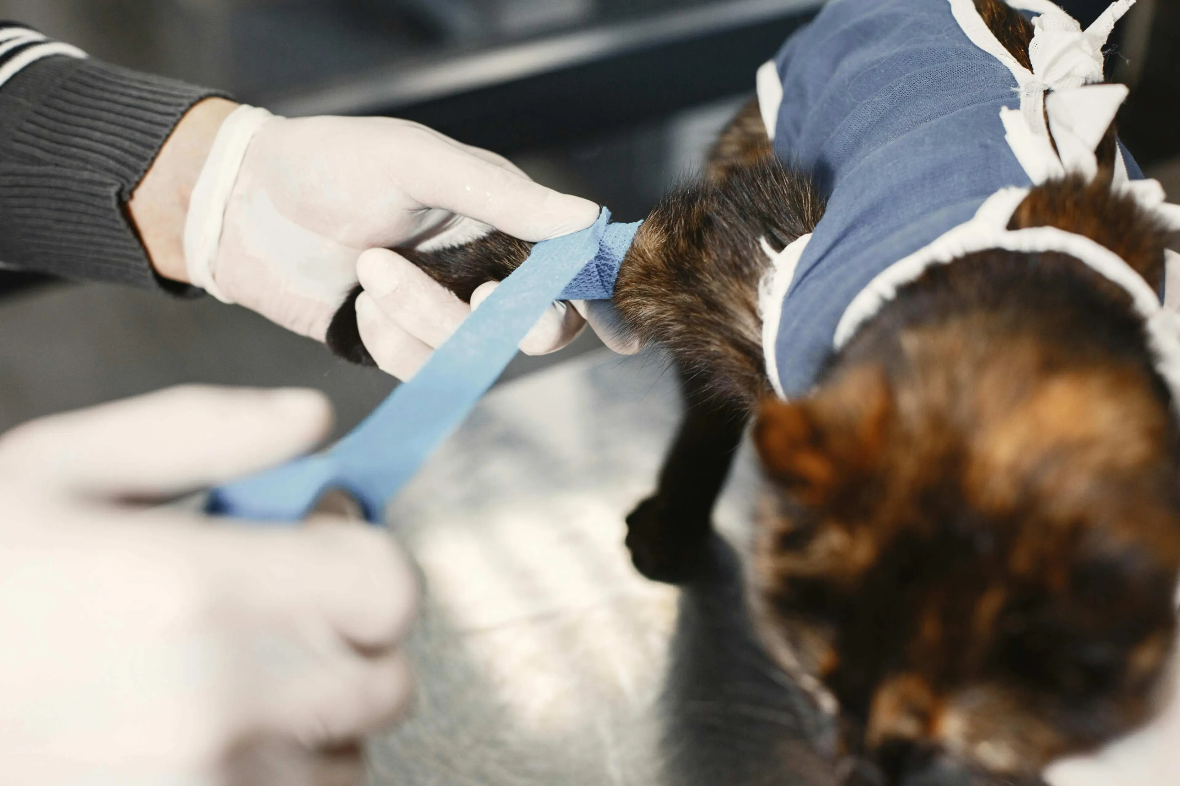Happy Vaccinated Dog