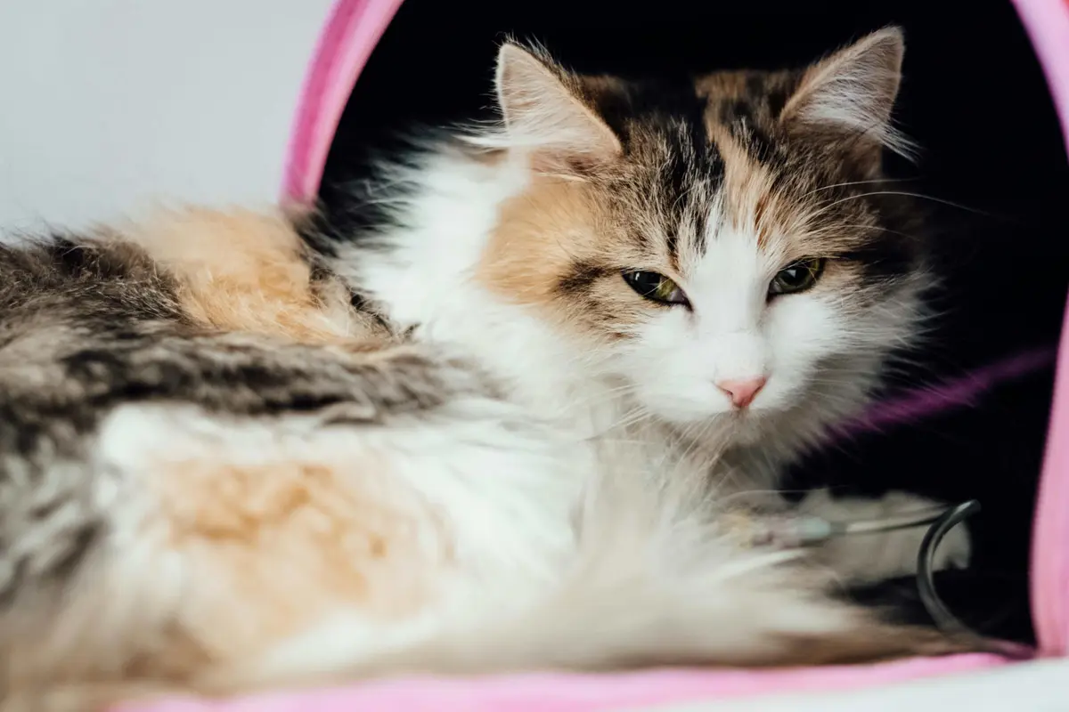 Healthy & Happy Pet