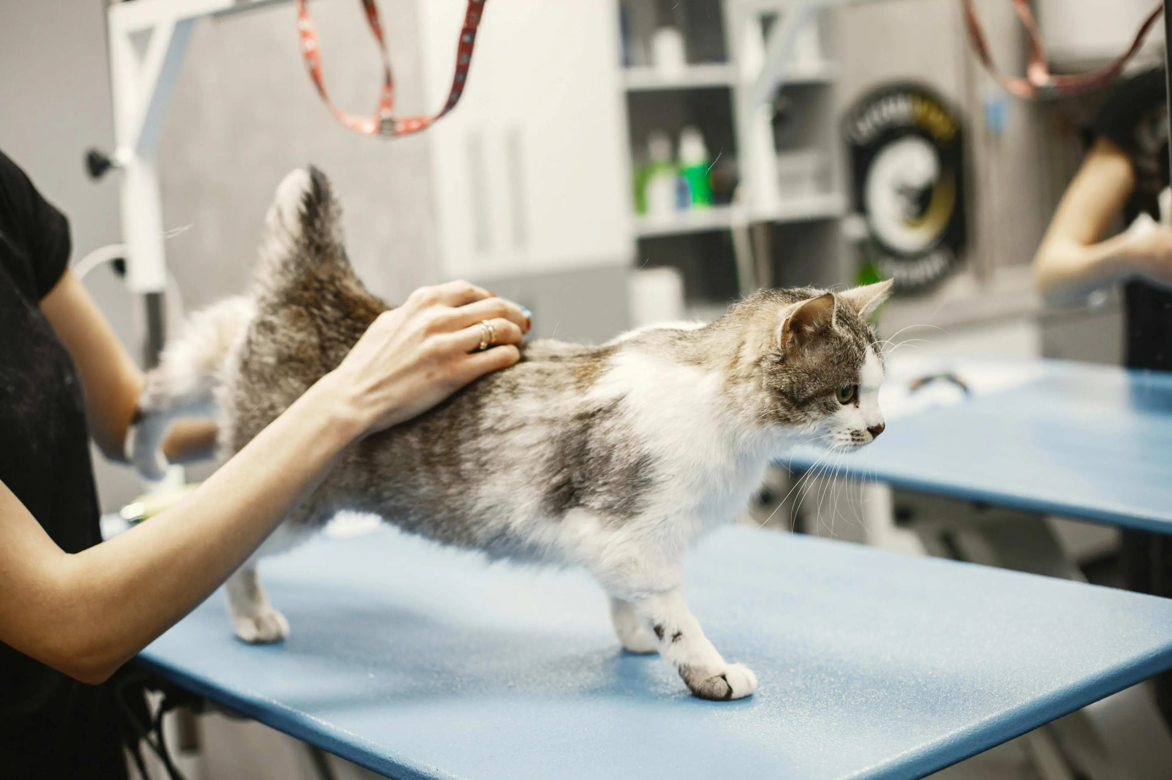 Safe Pet Vaccination
