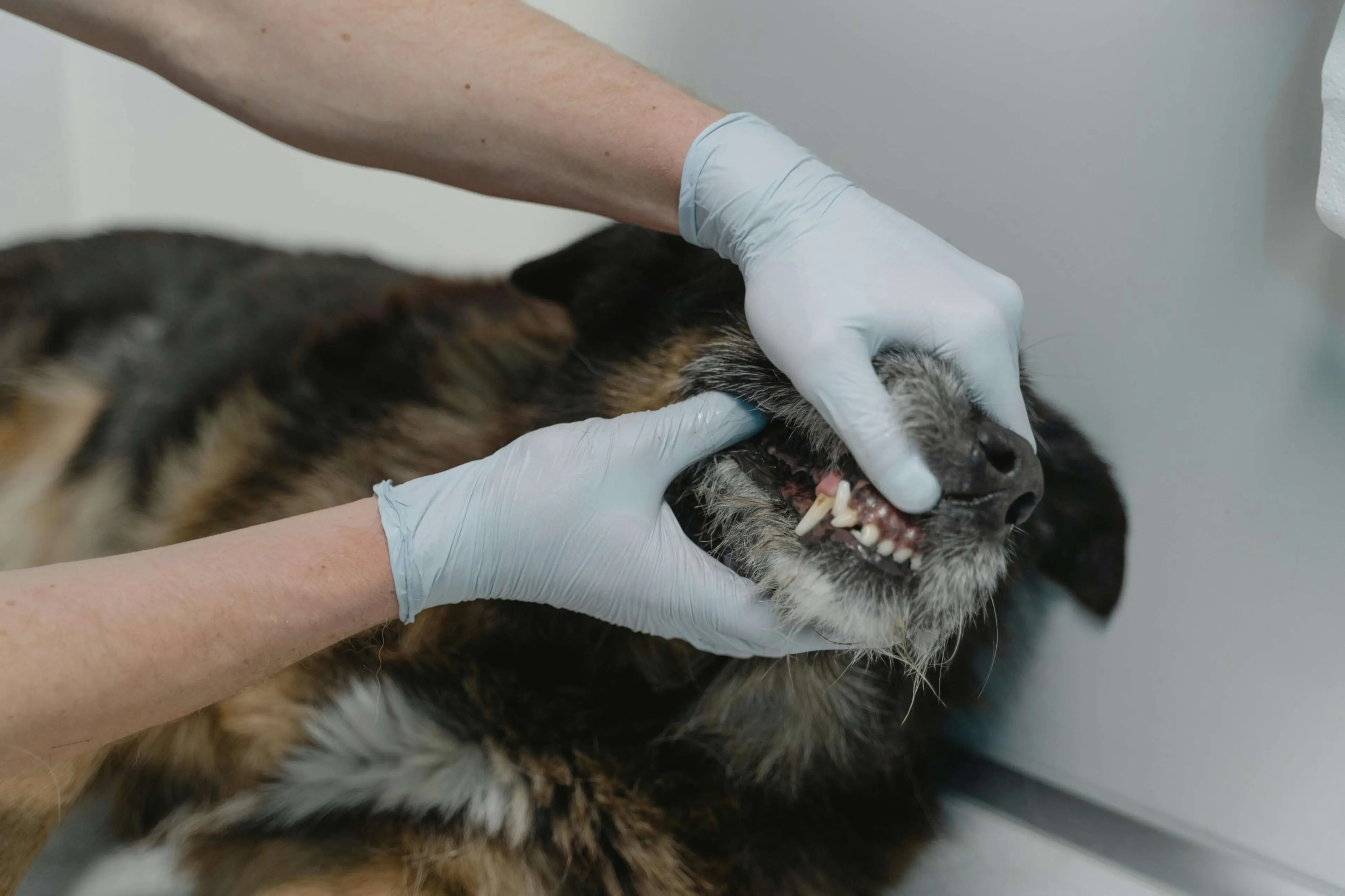 Happy Pet After Shot