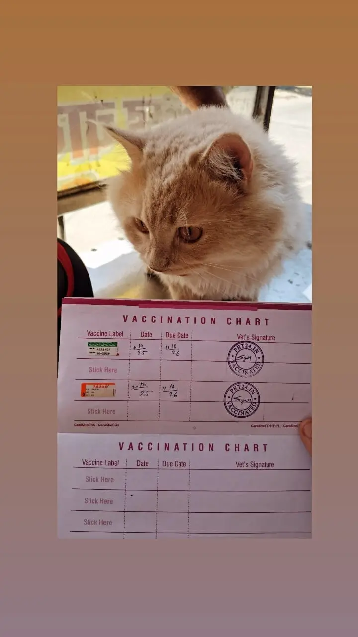 Vaccinated Golden Pet