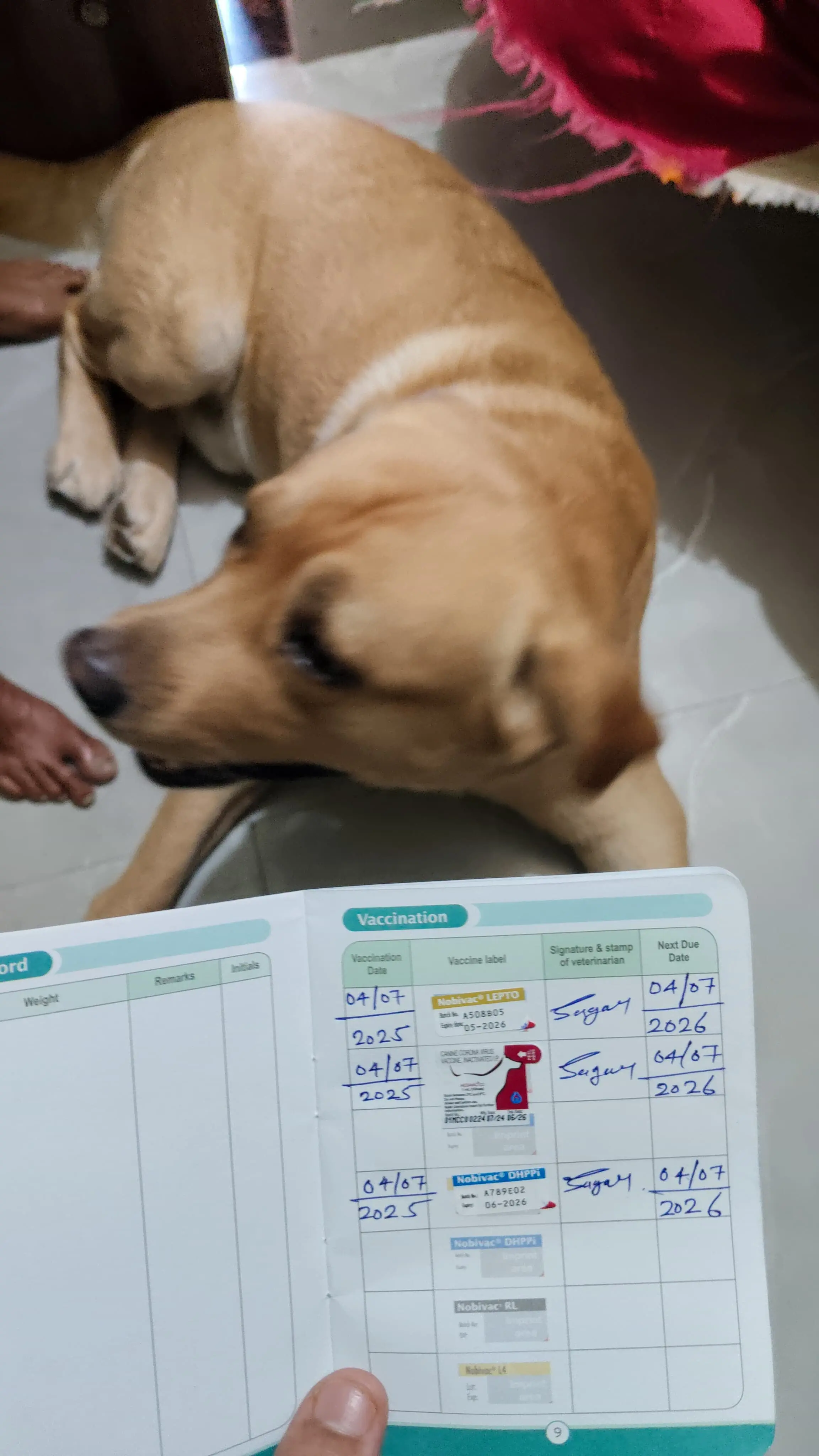 Happy & Safe Vaccination